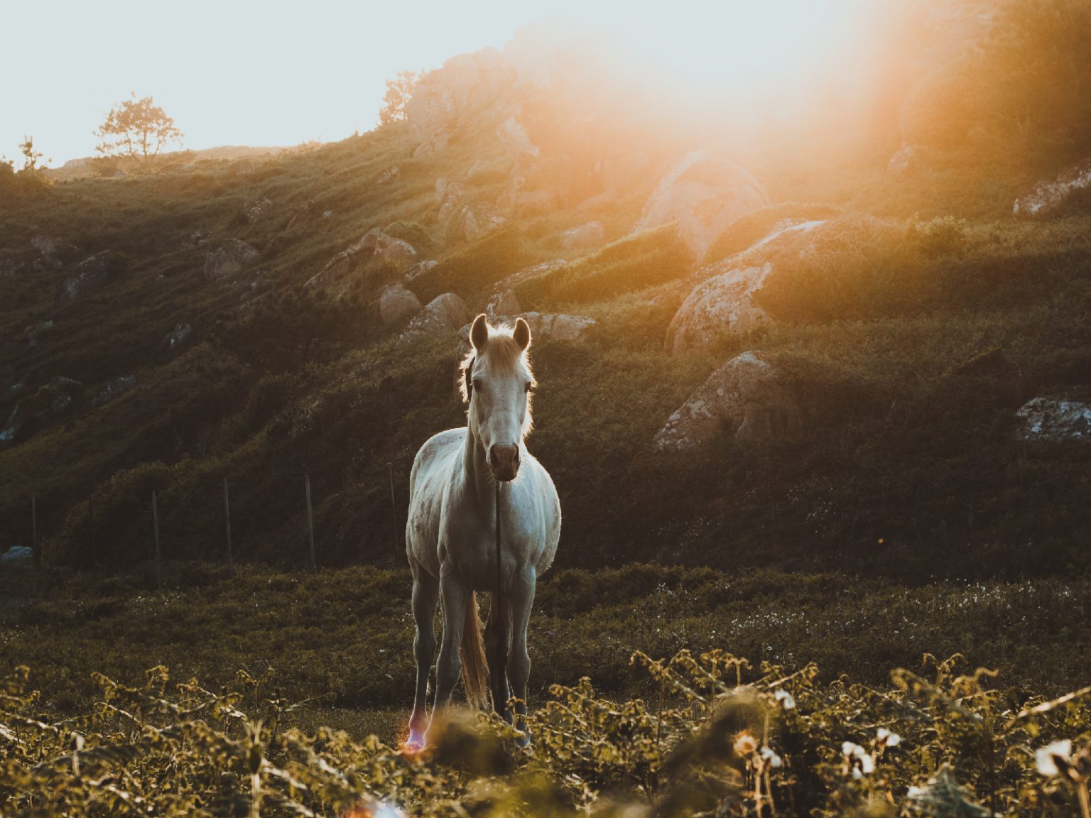 horse-meat-an-exotic-halal-delicacy-serunai-commerce